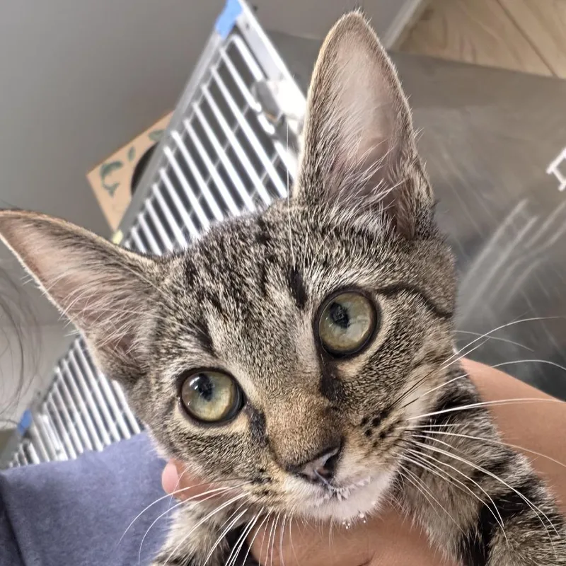 A baby small-sized female Brown / Chocolate Domestic Short Hair cat named Tide FKA Bubbles for adoption in Leander, TX