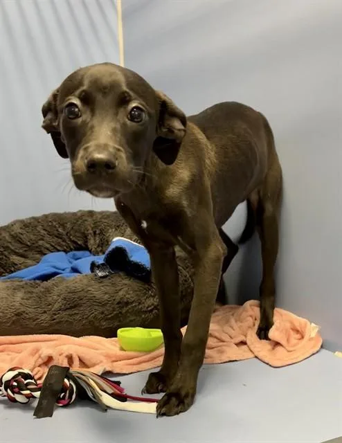 A baby medium-sized female American Staffordshire Terrier dog named Jade for adoption in Kalamazoo, MI