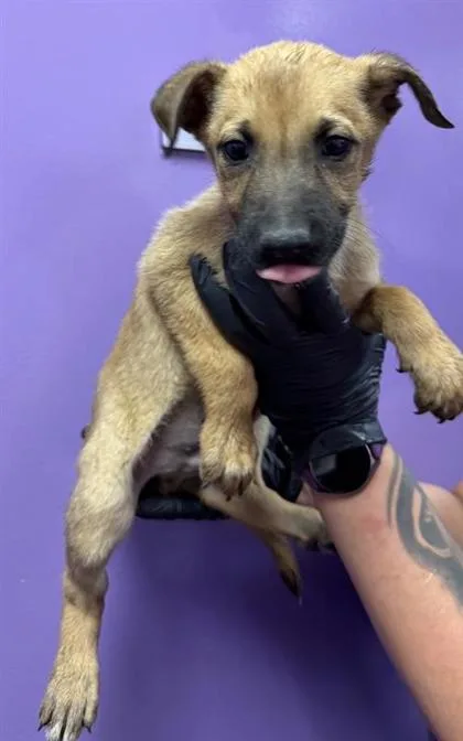 A baby small-sized male Brown / Chocolate Belgian Shepherd / Malinois dog named 60837323 for adoption in El Paso, TX