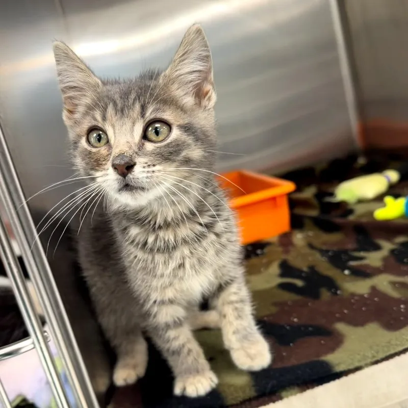A baby small-sized male Gray / Blue / Silver Domestic Short Hair cat named Paulie for adoption in La Grange, KY