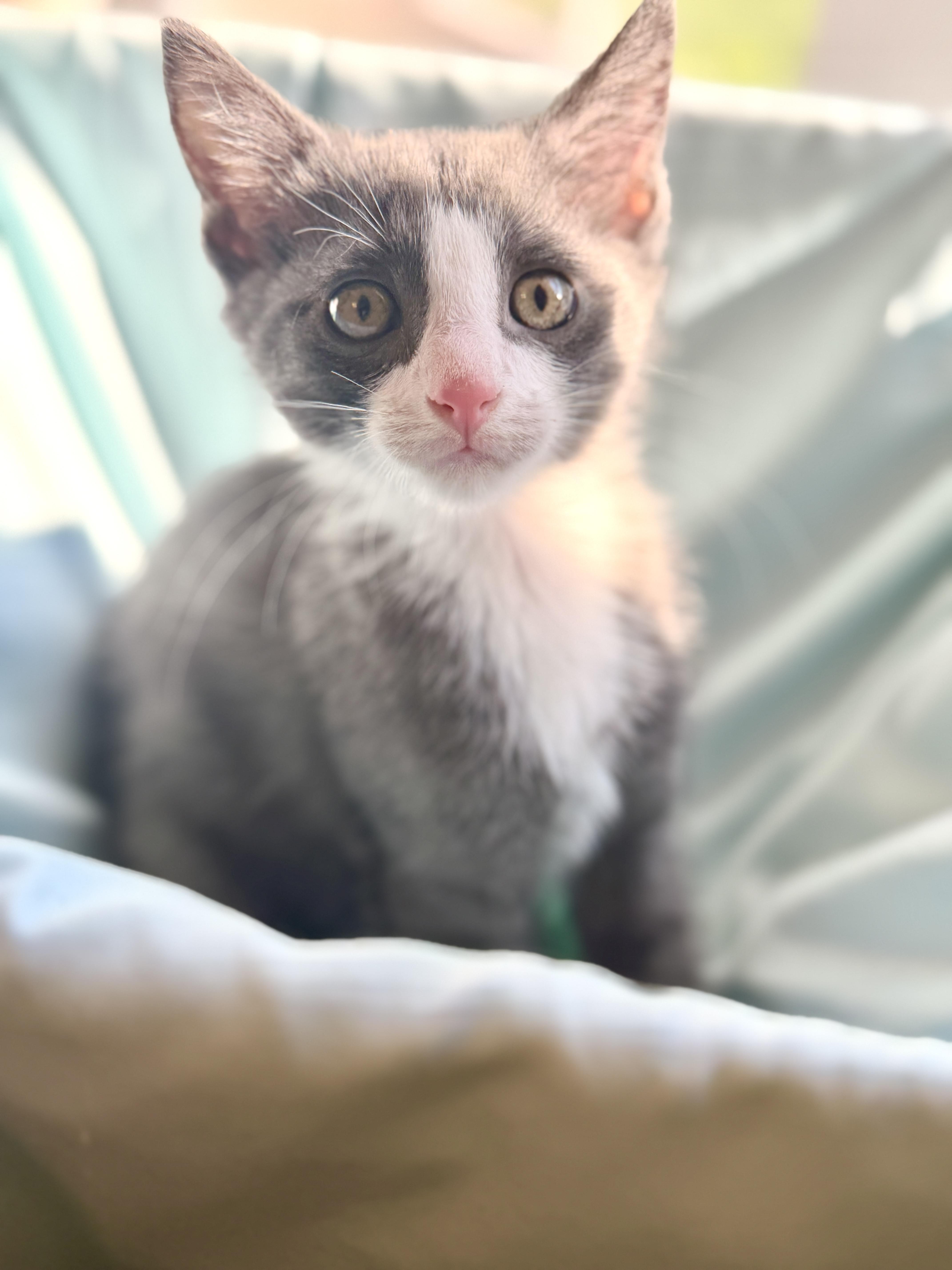 A baby medium-sized male Gray & White Domestic Short Hair cat named Slate for adoption in Gradyville, KY