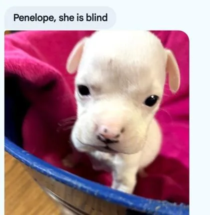 A baby medium-sized female Boxer dog named Penelope for adoption in West Memphis, AR