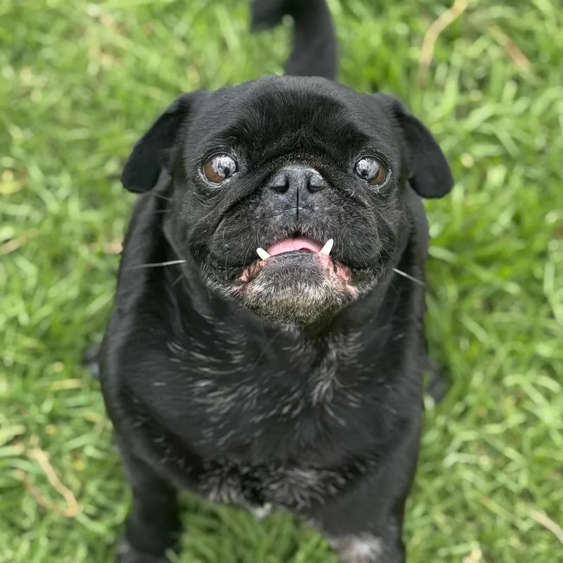 Peanut