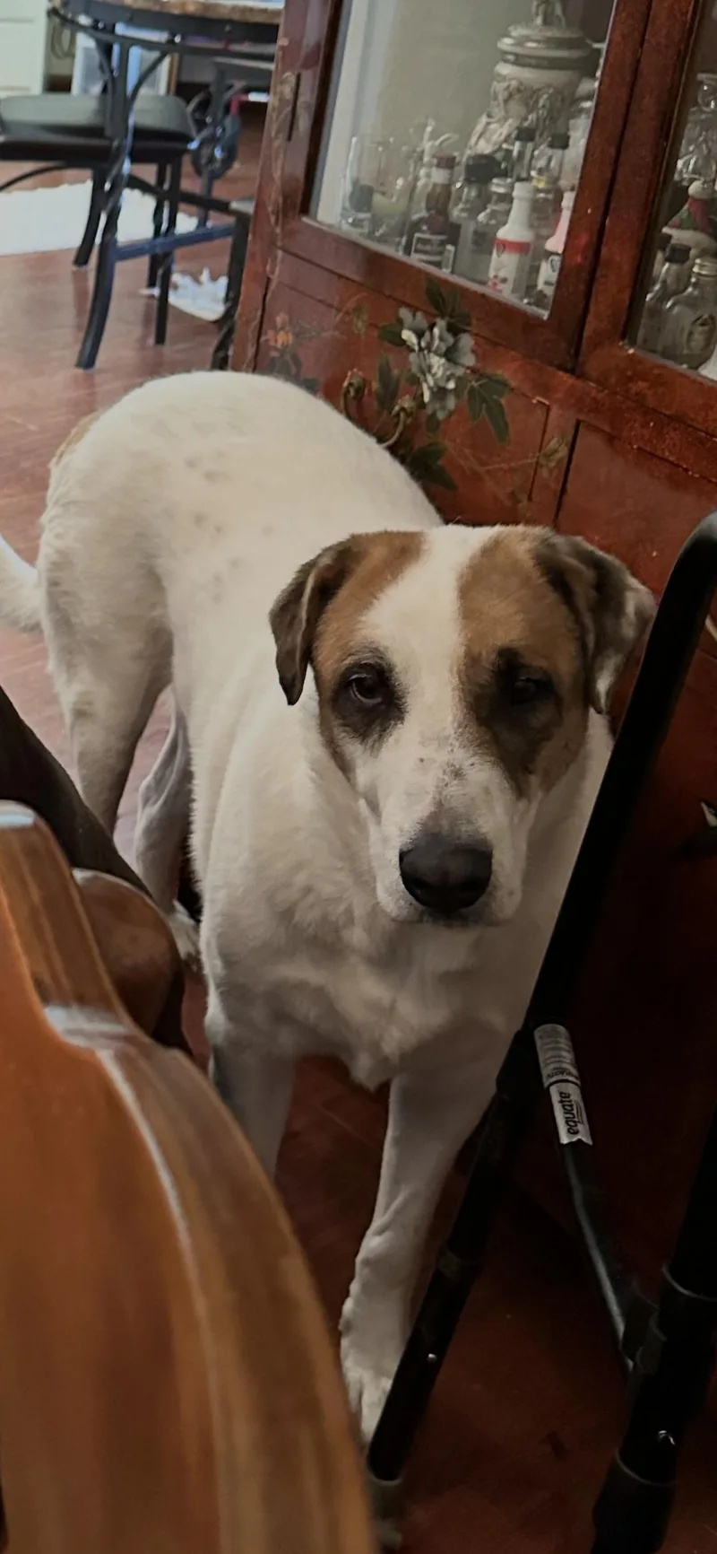 A senior extra large-sized male Anatolian Shepherd dog named Logan for adoption in Ladonia, TX