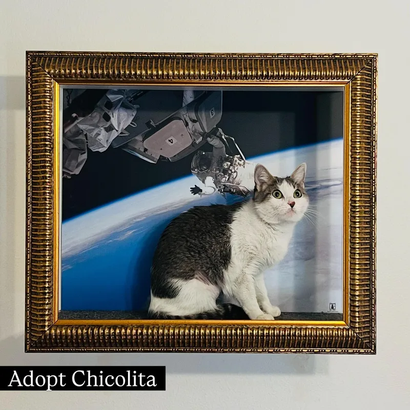 A young medium-sized female Gray & White Tabby cat named Chicolita for adoption in Los Angeles, CA