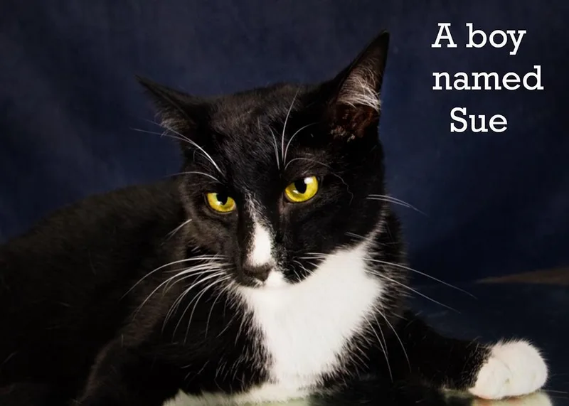 An adult medium-sized male Black & White / Tuxedo Tuxedo cat named A Boy Named Sue for adoption in York, NE
