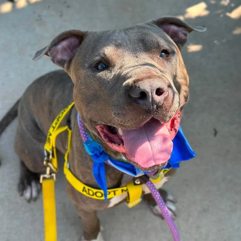 An adult medium-sized male Gray / Blue / Silver Pit Bull Terrier dog named Mr. Clean for adoption in Greensboro, NC