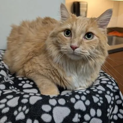 An adult extra large-sized male Tabby (Buff / Tan / Fawn) Domestic Medium Hair cat named Bert for adoption in Rochester, MN