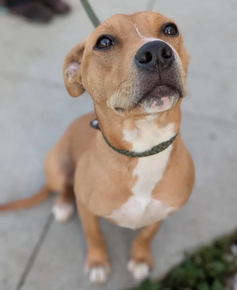 A young medium-sized female Terrier dog named Applejack for adoption in Defiance, OH