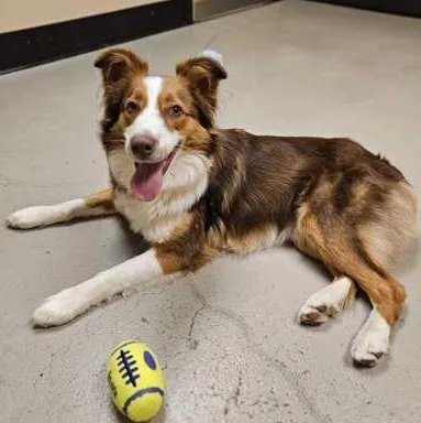 An adult medium-sized female Brown / Chocolate Australian Shepherd dog named Lottie for adoption in Bellingham, WA