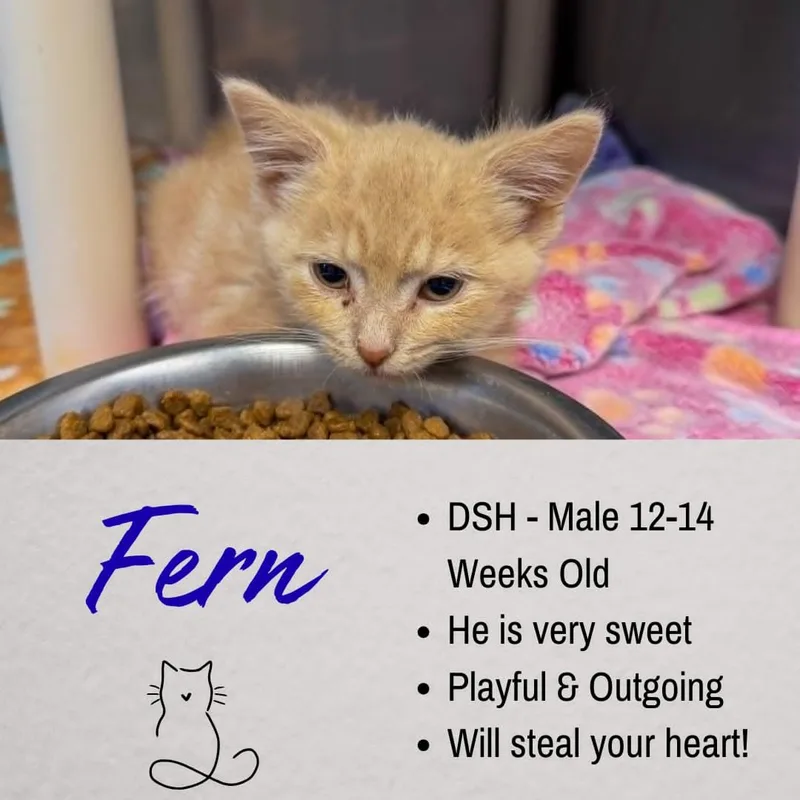 A young medium-sized male Buff & White Domestic Short Hair cat named Fern for adoption in Junction City, KS