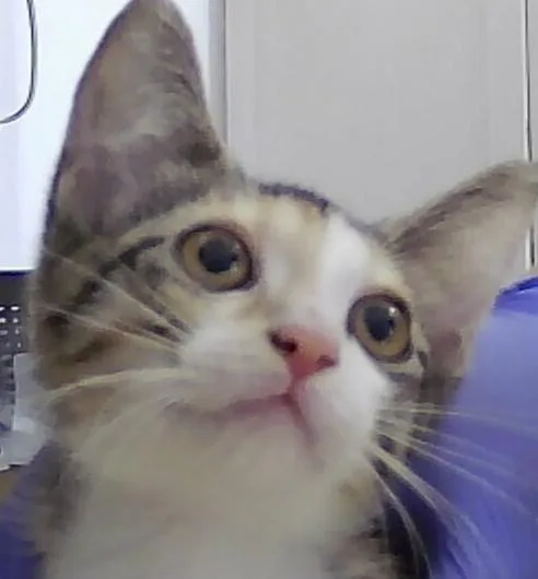 A baby small-sized female Domestic Short Hair cat named Draper for adoption in Anoka, MN