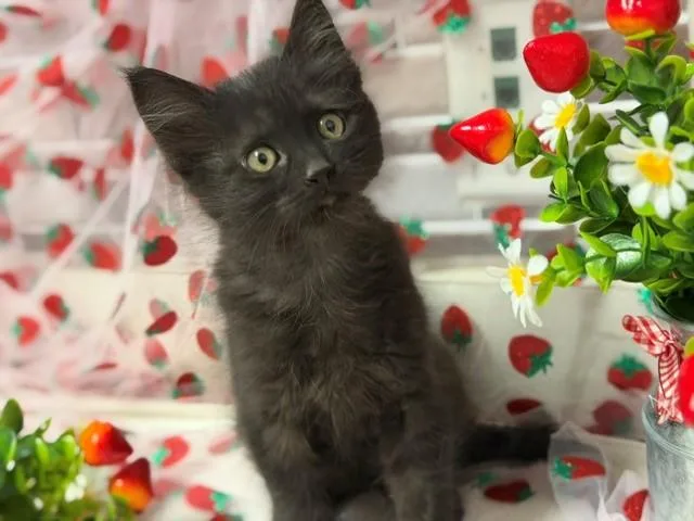 A baby small-sized male Domestic Short Hair cat named Dot for adoption in Fairfield, CA