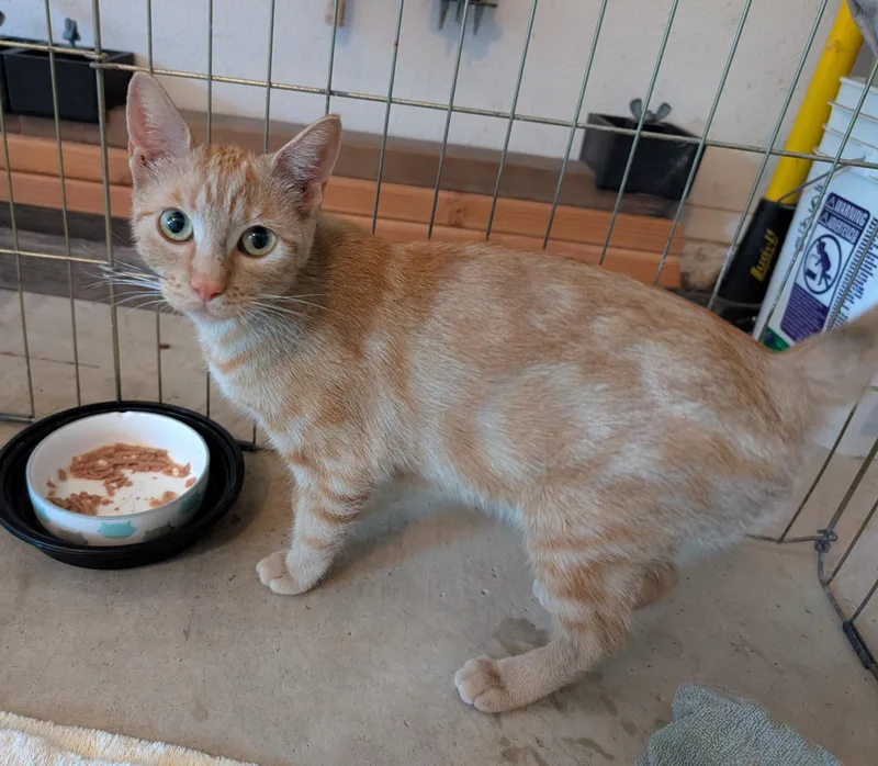 A young medium-sized female Domestic Short Hair cat named Jenna for adoption in Carlsbad, CA