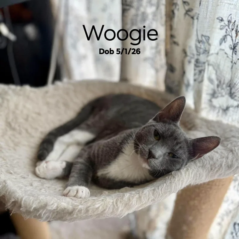 Woogie  CH thumbnail 2