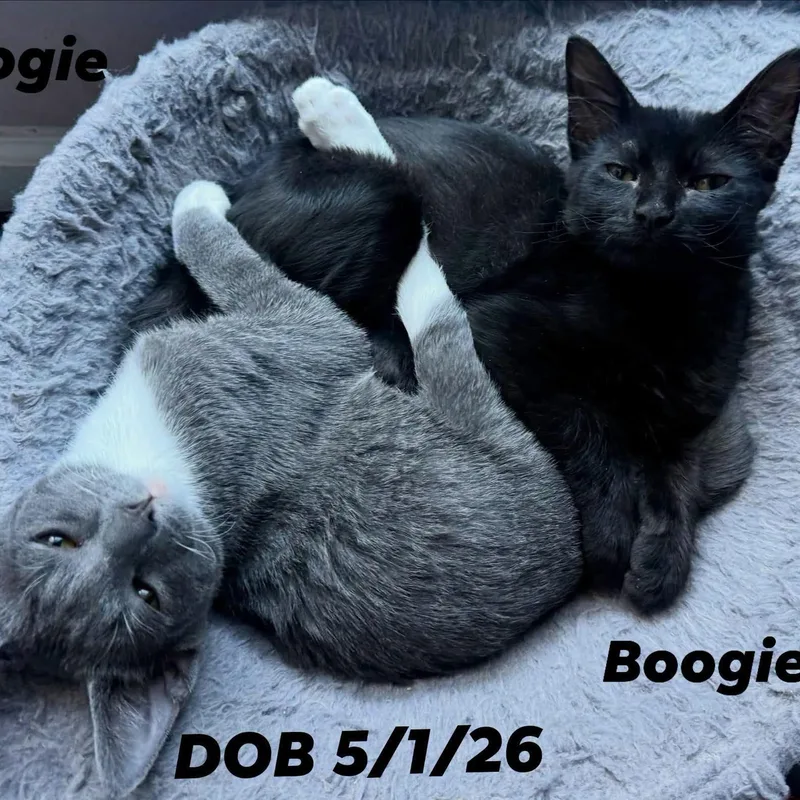 Woogie  CH thumbnail 3