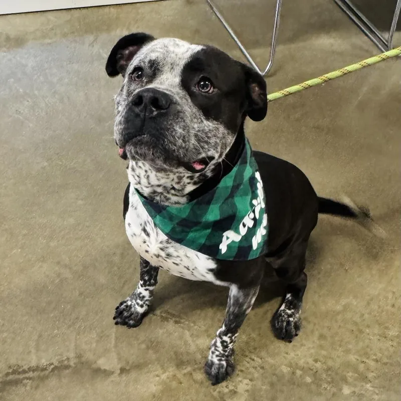 An adult large-sized male Black American Staffordshire Terrier dog named Dano for adoption in Rock Falls, IL