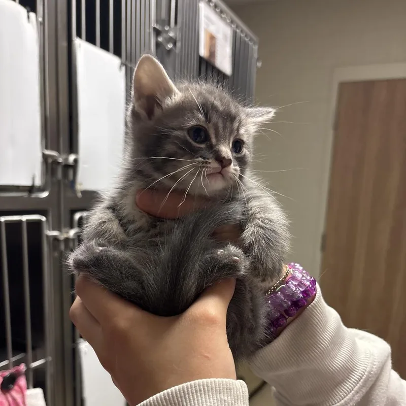 Comet: Visit me at