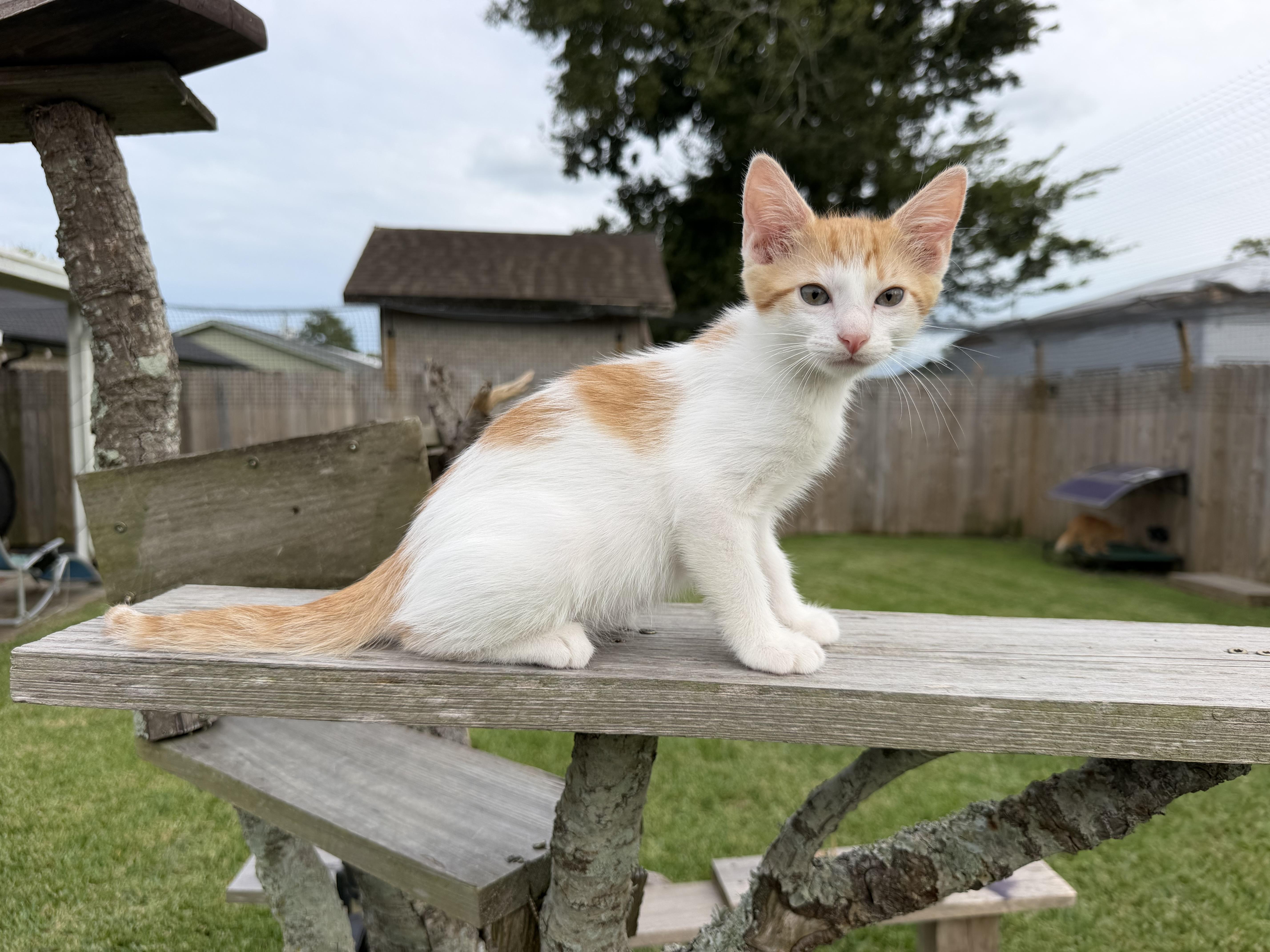 A baby medium-sized male Domestic Short Hair cat named Nugget for adoption in Metairie, LA