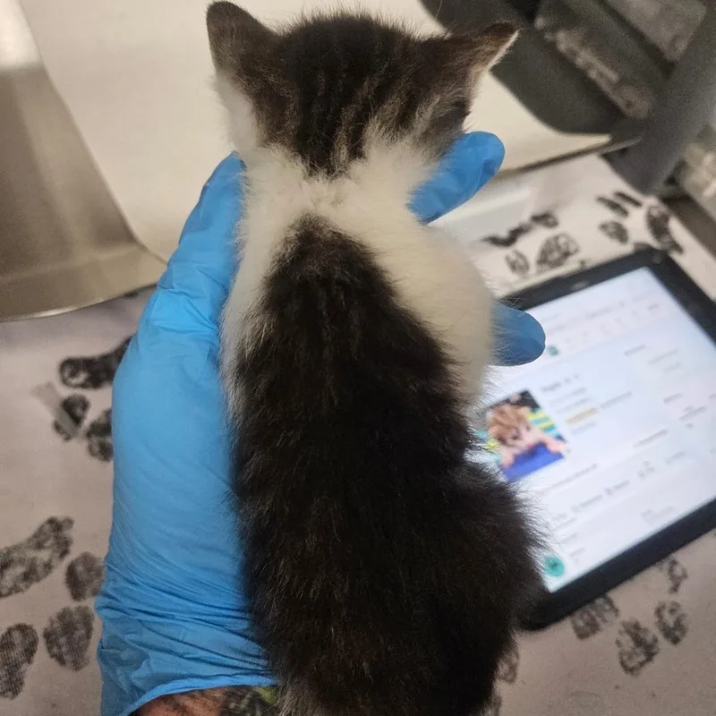A baby small-sized female Brown / Chocolate Domestic Short Hair cat named Oreo for adoption in Greenville, SC