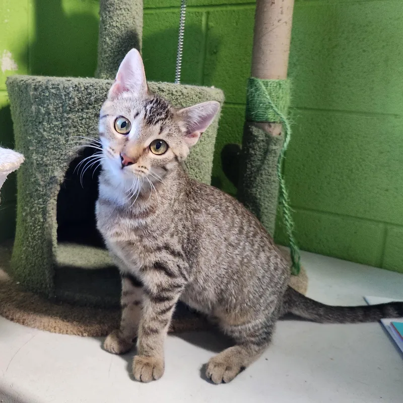 A young medium-sized female Tabby (Brown / Chocolate) Domestic Short Hair cat named Maple for adoption in Bolingbrook, IL