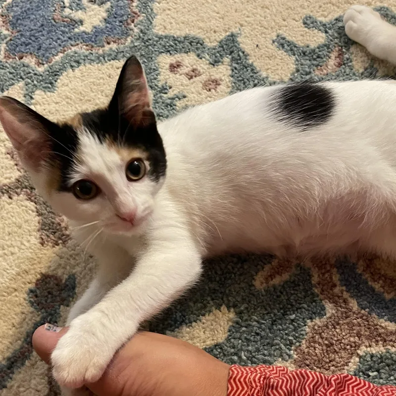 A baby medium-sized female Calico Domestic Short Hair cat named Violet for adoption in Renton , WA