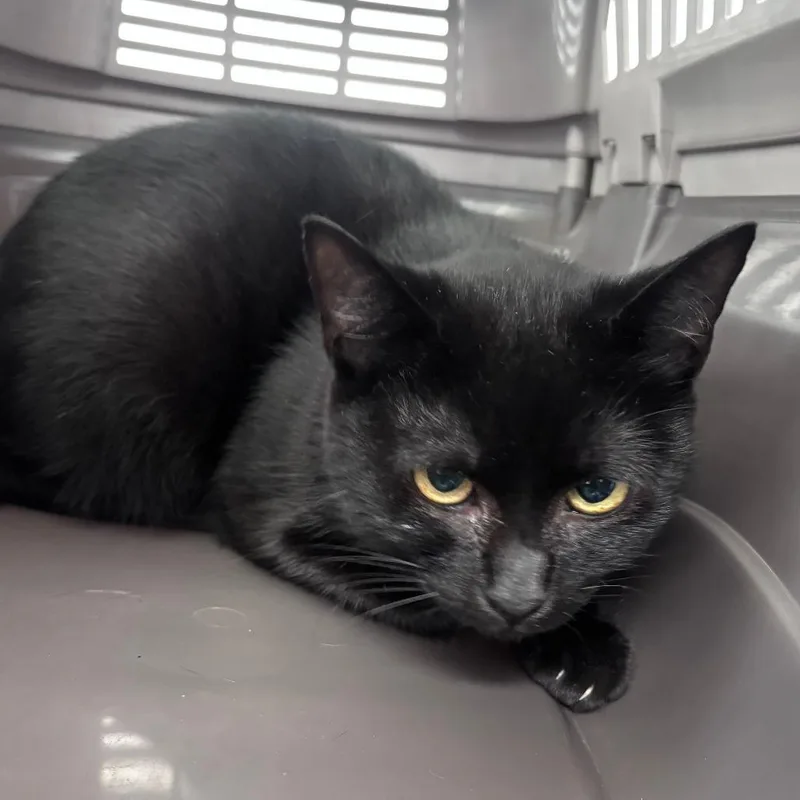 An adult medium-sized female Domestic Short Hair cat named Nani for adoption in Indianapolis, IN