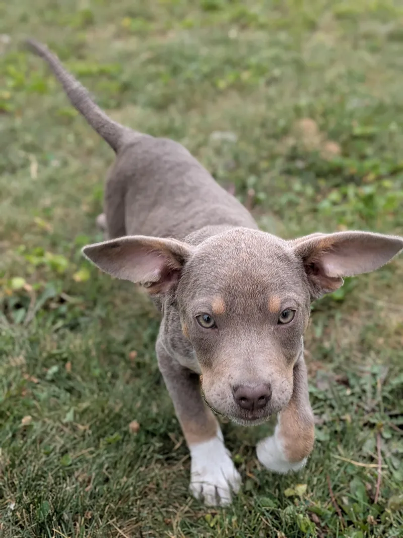 A baby large-sized female Mixed Breed dog named Annabelle for adoption in Kenosha, WI