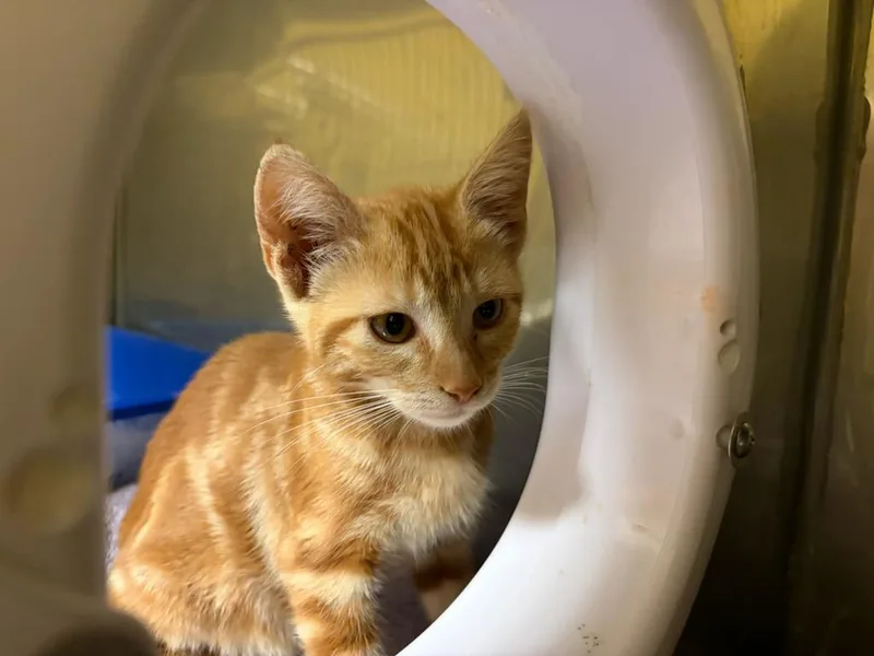 A baby small-sized female Domestic Short Hair cat named Moto for adoption in Santa Cruz, CA