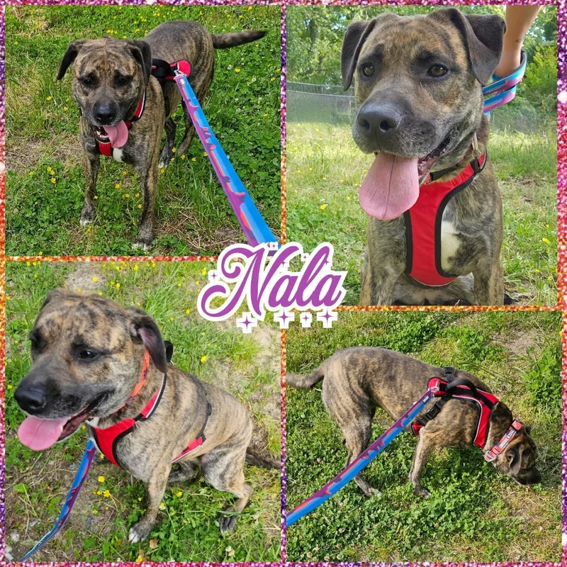 Nala thumbnail 3