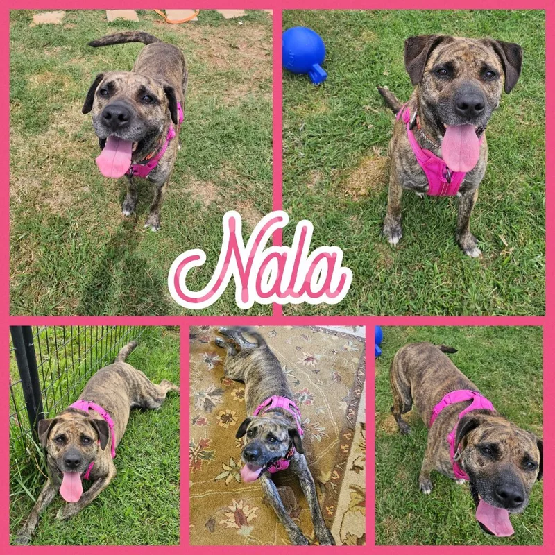 Nala thumbnail 4