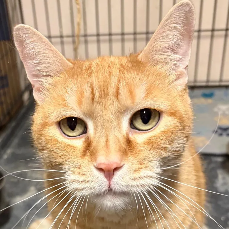 An adult extra large-sized male Orange / Red Domestic Short Hair cat named Niall for adoption in Kingman, AZ