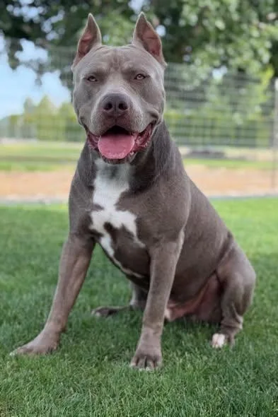 A young large-sized male Gray / Blue / Silver American Bully dog named Bleu for adoption in Ephrata, WA
