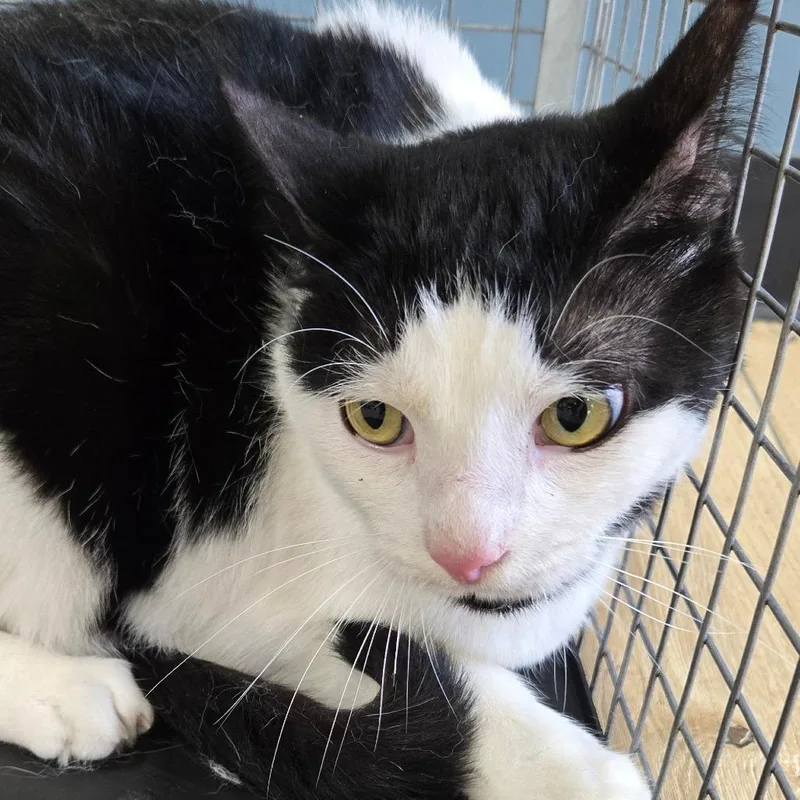An adult large-sized male Domestic Short Hair cat named Pocky for adoption in Newark, NJ