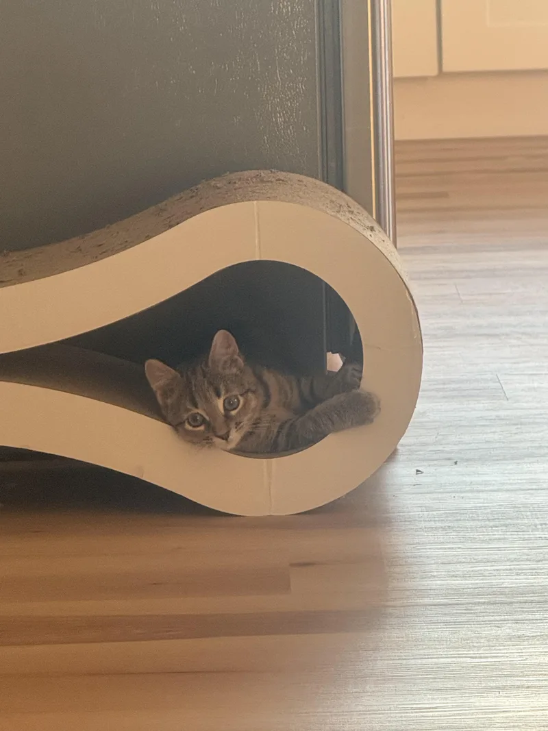 A baby small-sized female Tabby (Brown / Chocolate) Domestic Short Hair cat named Indie for adoption in Fort Collins, CO