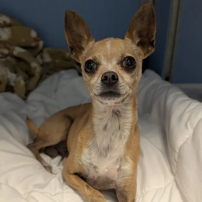 A senior small-sized male Yellow / Tan / Blond / Fawn Mixed Breed dog named Dante for adoption in West Olive, MI