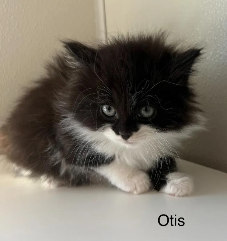 A baby medium-sized male Black & White / Tuxedo Domestic Long Hair cat named Otis for adoption in Hornell, NY