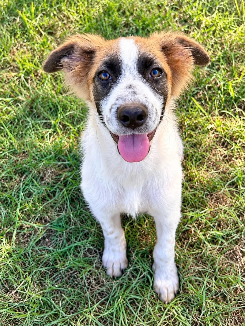 A young medium-sized male Australian Shepherd dog named Phoenix for adoption in Dallas, TX