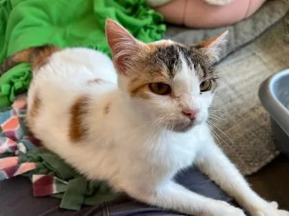 A senior medium-sized female Domestic Short Hair cat named Dippy for adoption in Sultan, WA