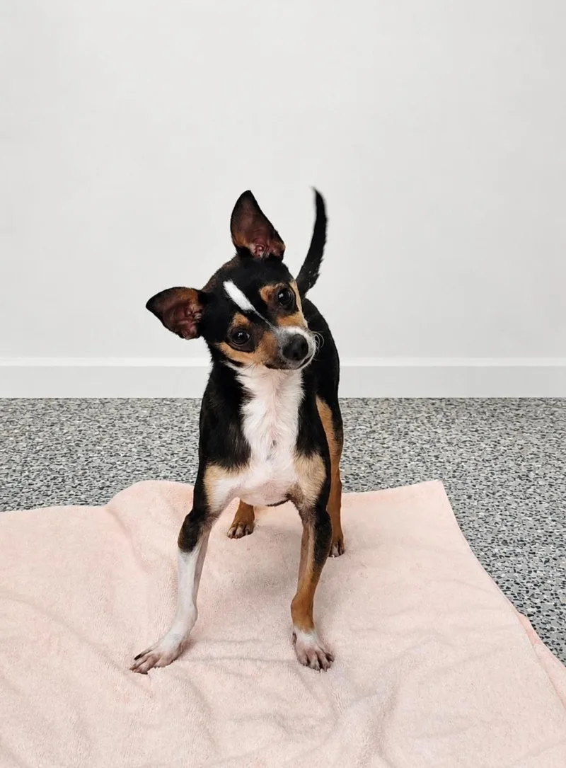 An adult small-sized male Tricolor (Brown, Black, & White) Chihuahua dog named Chico for adoption in Washingtonville, NY