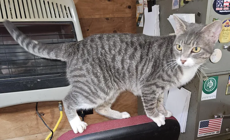 A young medium-sized female Gray & White Tabby cat named Lakita aka "Kita" for adoption in Porum, OK