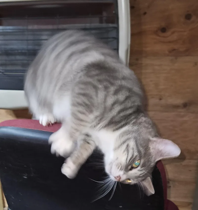 Lakita aka "Kita" thumbnail 3