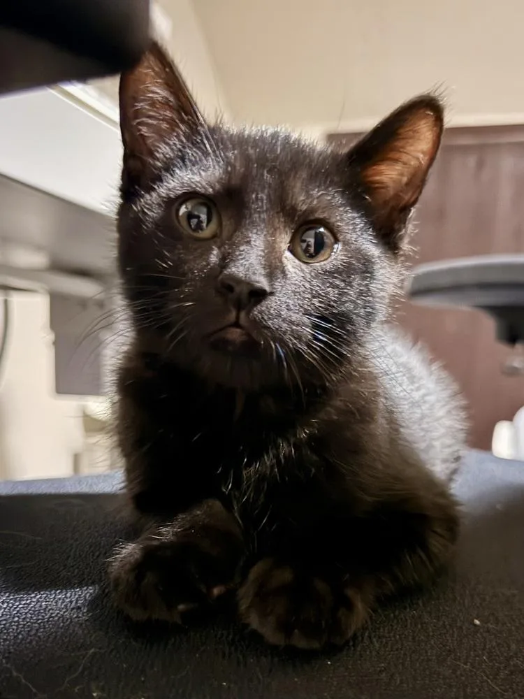 A baby small-sized male Domestic Short Hair cat named Fuji for adoption in Bellingham, WA