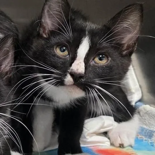 A baby small-sized male Black Domestic Short Hair cat named Tig for adoption in Tampa, FL