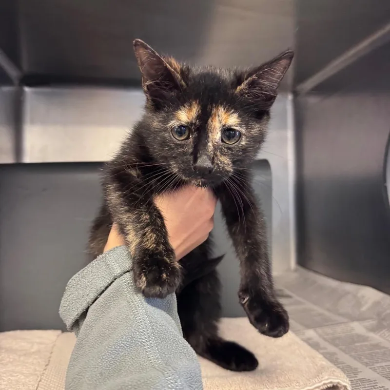 A baby small-sized female Tortoiseshell Domestic Short Hair cat named October for adoption in Chicago, IL