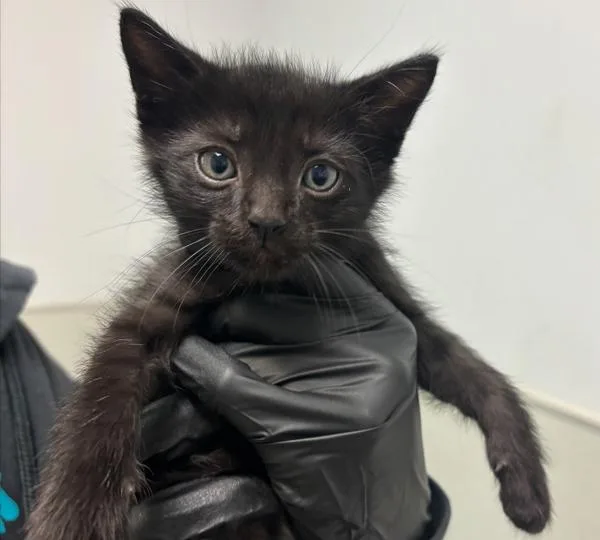 A baby small-sized male Domestic Short Hair cat named Zack for adoption in Escondido, CA