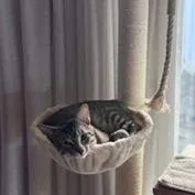 Benji