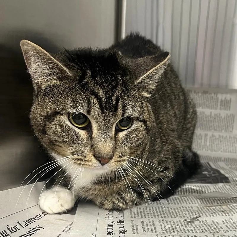 An adult medium-sized male Tabby (Brown / Chocolate) Domestic Short Hair cat named Pip for adoption in Kansas City, KS
