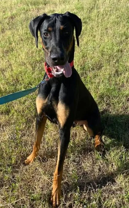 A young medium-sized male Doberman Pinscher dog named Scooby for adoption in Lampasas, TX