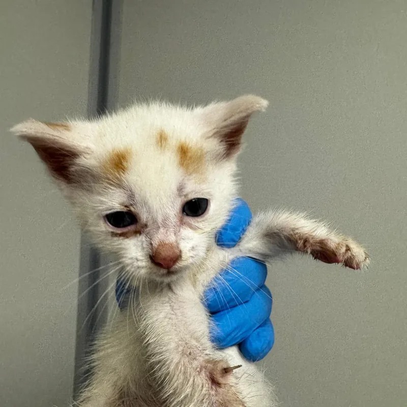 A baby small-sized male White Domestic Short Hair cat named Colin for adoption in Concord, NC